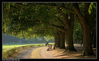 Lichtentaler Allee: Linden an der Klosterwiese