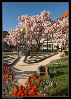 Katz'scher Garten Gernsbach während der Magnolienblüte