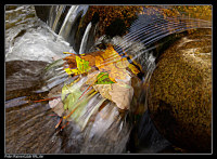 Herbstlaub im Fluss