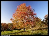 Herbstliche Farben  Laubbaum bei Gaggenau-Michelbach