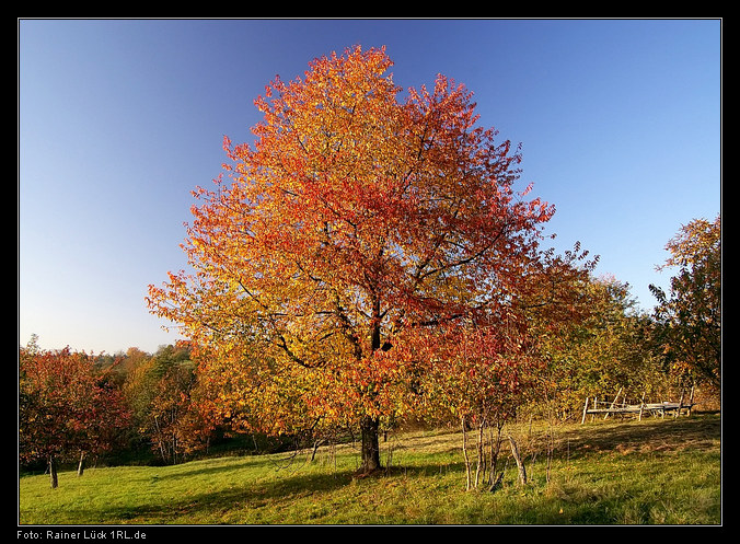 Herbstliche Farben  Laubbaum bei Gaggenau-Michelbach