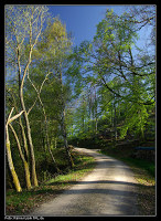 Waldweg bei Forbach