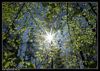 Ein sonniger Tag im Wald