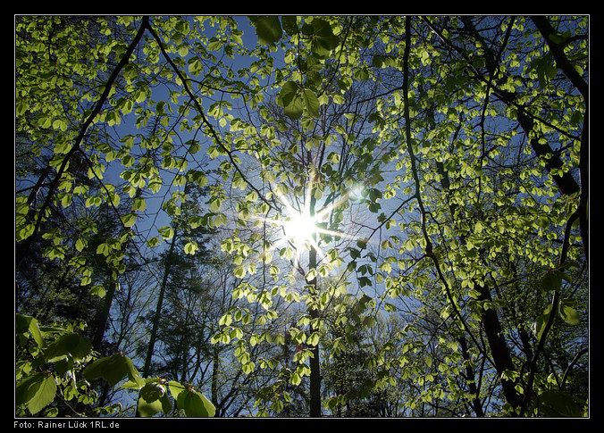 Ein sonniger Tag im Wald