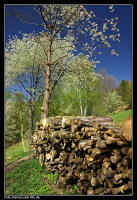 Frühling im Murgtal zwischen Langenbrand und Au