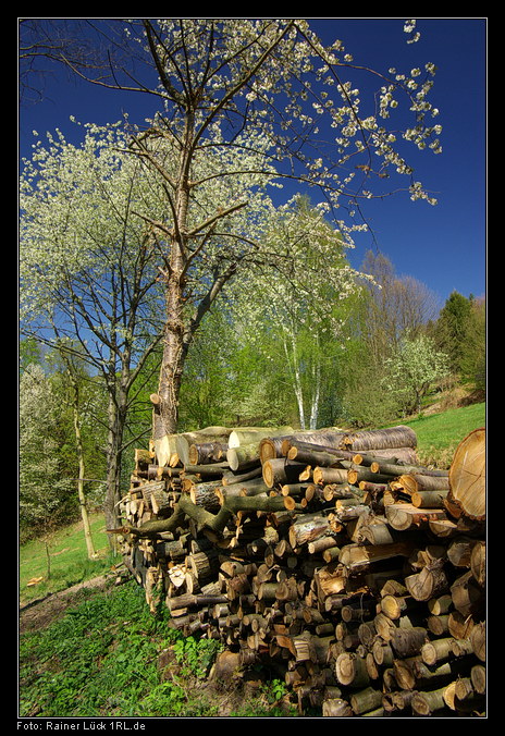 Frühling im Murgtal zwischen Langenbrand und Au