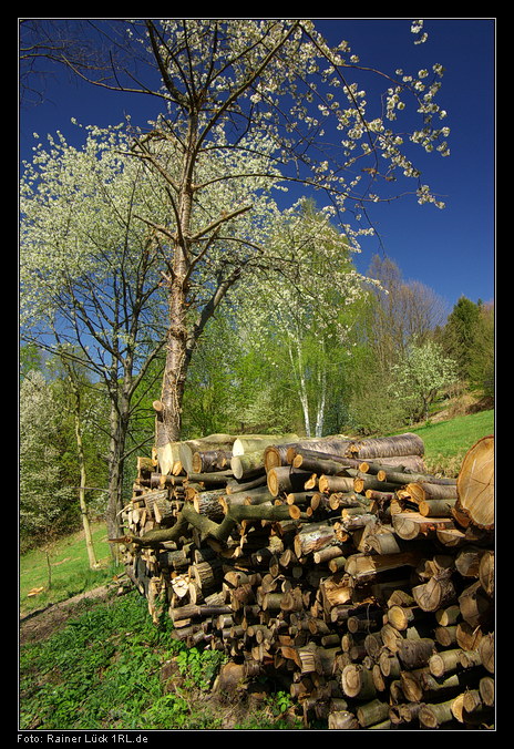 Frühling im Murgtal zwischen Langenbrand und Au