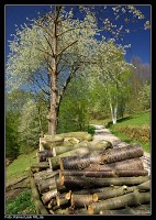 Frühling am Murgtalwanderweg