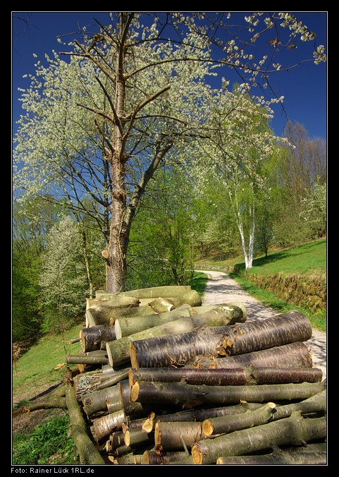 Frühling am Murgtalwanderweg